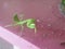 The sentadu grasshopper or praying mantis is an insect belonging to the order Mantodea