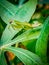 Sentadu grasshopper or praying mantis (Mantis religiosa), on sweet potato leaves waiting for prey.