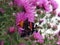 Sentbrinka flower or aster virginsky and the admiral butterfly
