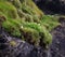 Sentinel puffin in Iceland