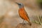 Sentinel rock thrush