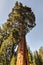 Sentinel, Sequoia National Park