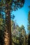 Sentinel tree. Giant sequoia. California, USA