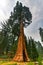 Sentinel Tree - Sequoia National Park