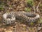 Seoane viper or Cantabrian viper, Vipera seoanei, on alert for the presence of a man. Leon, Spain