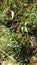 Seoane viper snake with fish in Cantabria