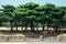 Seoul National Cemetery, pine trees in Korea