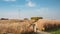 Seoul South Korea time lapse of silver grass field at Haneul Park in autumn