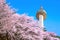 Seoul tower and pink cherry Blossom.