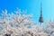 Seoul tower and pink cherry Blossom.