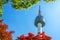 Seoul Tower and red autumn maple leaves at Namsan mountain in So
