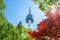 Seoul Tower and red autumn maple leaves at Namsan mountain in So