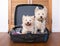 Separation anxiety: two scruffy west highland white westie terri