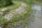 The separation between some water plants growing out of the shallow water and a rocky bank of stones