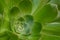 Sepervivum closeup , succulent plant rosette macro