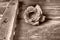 Sepia Brown Rose. Monochrome background. Please accept our condolences. Mourning or an expression of regret. Monochrome