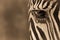 Sepia close-up of eye of Grevy zebra