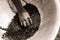 Sepia close up of skinny african woman hand holding black beans in pot while working in the farm in the countryside