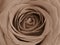 Sepia colour tones of a red rose. Delicate hint of vintage charm.