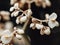 Sepia of delicate Begonia bowerae flowers on the blurred background