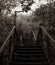 Sepia Elegance: Staircase, Lantern, and Arboreal Symphony