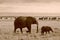 Sepia of mother and calf elephant in Kenya