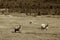 Sepia Norway sheep on farm background