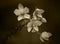 Sepia Orchids