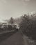 Sepia photography, spring trees, clouds and sky