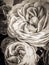 Sepia Rose