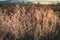 Sepia shot of grasses on the meadow - great for wa