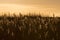 Sepia shot of wheat plants in a field