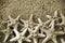 Sepia Starfish