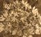 Sepia Textured Daisy Wallpaper