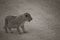 Sepia Tone image of distressed lion cub