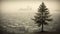 Sepia Tone Photo Of Pine Tree Towering Over Fog-covered City And Hill