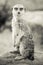Sepia Toned Meerkat Sitting Up