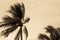 Sepia toned palm tree in the wind leaning away from the ocean du