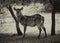 Sepia Toned Picture of Alert Waterbuck Listening