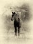 Sepia Toned Picture Young Foal Listening Tentatively