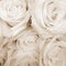 Sepia Toned White Roses