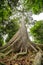 Sepilok Giant, the Oldest Tree of Sabah in Borneo