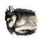 Seppala Siberian Sleddog sleeping dog digital art. Watercolor portrait of purebred domestic animal laying, isolated hand drawn