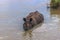 September 03, 2014 - Indian Rhino bathing in Chitwan National Pa