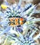 September 11, 2019, spiny flower with colorful butterfly