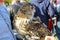 September, 16 2017, Tula, Russia - The International Historical Festival `Kulikovo Field`: owl sitting on falconry gloves