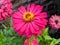 September 20,2021 in Mojokerto, East Java. a beautiful pink zinnia flower in the garden