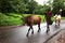 September 22 2018 India Maharashtra A cow in India with a bell, goes on the road with the farmer. Beautiful cow.