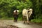 September 22 2018 India Maharashtra A cow in India with a bell, goes on the road with the farmer. Beautiful cow.