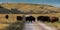 SEPTEMBER 26, 2019, CUSTER STATE PARK, SOUTH DAKOTA - Amerian  Bison known as Buffalo